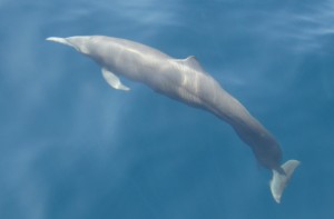solo dolphin